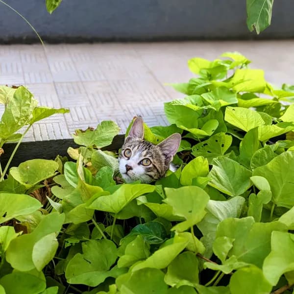 The theory is the houseplants are slowly evolving to keep an eye on us. 👀🌿

#sneakycat #catcamouflage #kittensofinstagram #plantcat #catlife