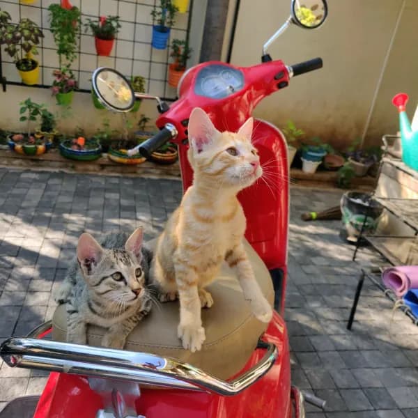 The theory is that the vehicle you choose for the road ahead matters far less than the quiet, steadfast loyalty of the co-pilots sharing your seat. 🤝🐈

#mindfulmoments #stillness #companionship #adventureawaits #thetheoryis