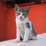 Neko